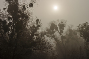 Sunrise over swamp in thick fog. Foggy dawn. Trees in the fog. Autumn landscape