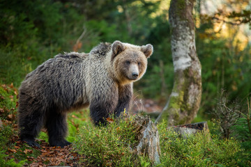 Fototapeta na wymiar Brown bear in autumn forest