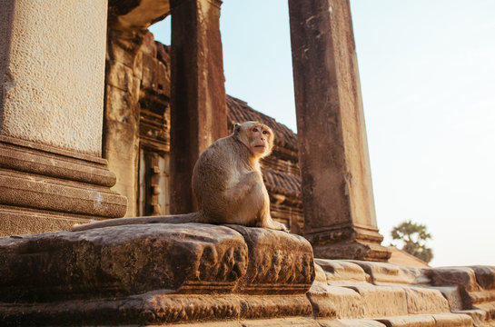 Macaque Monkey in Angkor Wat Temple in Cambodia