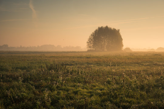 Morning in Oborskie Meadows, Konstancin Jeziorna, Poland