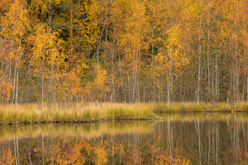 Serene autumn landscape at forest lake