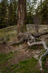 Twisted Pine Tree Roots