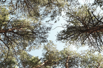 Top of pine trees against blue sky. Active leisure