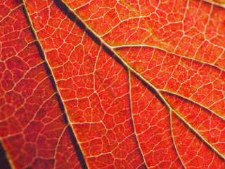 Obraz premium Leaf of a plant in autumn close up. Saturated red color. Abstract background or wallpaper