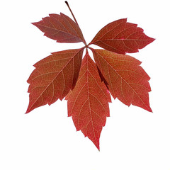 Red autumn leaf on an isolated white background. Autumn, beautiful