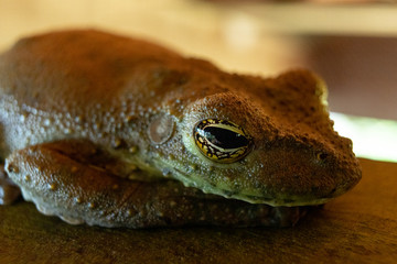 closeup of a tree frog