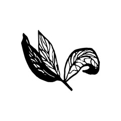 Cute hand drawn single leaf of sakura element. Traditional japanese or chinese spring flower in ink style. Doodle cherry plant.