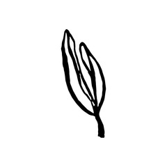 Cute hand drawn single leaf of sakura element. Traditional japanese or chinese spring flower in ink style. Doodle cherry plant.