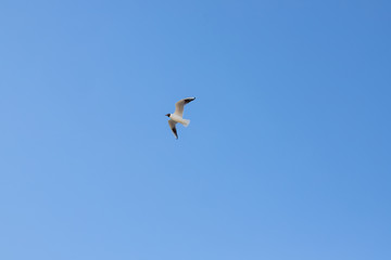A seagull, soaring in the blue sky. Bird is looking for some food.Bird Flying above clouds on a fresh summers day.
