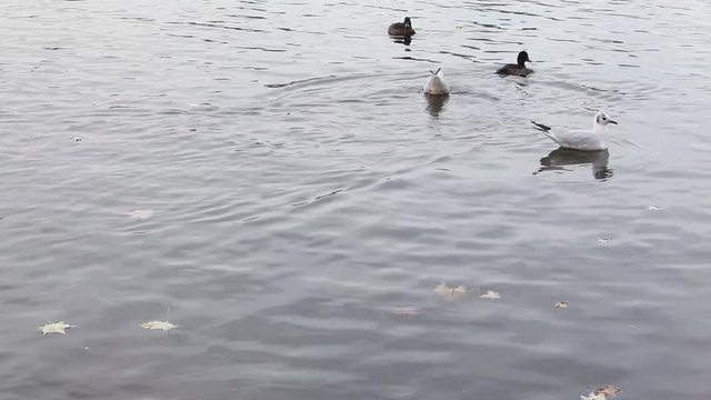 Swans, mandarin ducks and seaguls  in a lake