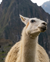 lama Machu Picchu cusco peru funny