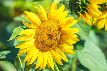 Yellow sunflowers on field farmland with blue sky, close up, shallow depth of the field