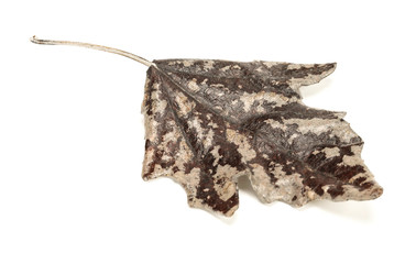 Autumn Leaves Isolated on White Background