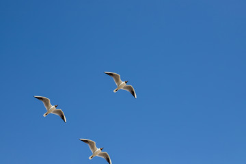 A seagull, soaring in the blue sky. Bird is looking for some food.Bird Flying above clouds on a fresh summers day.