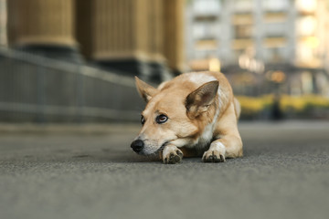 Lonely adult Shepherd dog waiting owner while lying on street during sunrise © Alexandr