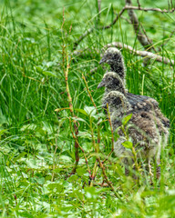 amazon forest river iquitos peru baby birds