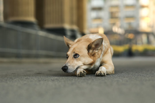 Lonely adult Shepherd dog waiting owner while lying on street during sunrise