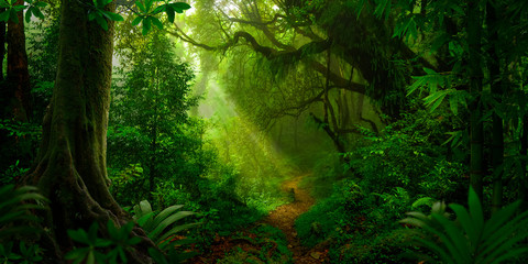 Obraz premium Tropikalny las deszczowy w Azji