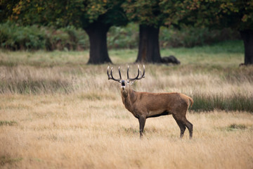 Sutning portrait of red deer stag Cervus Elaphus in Autumn Fall woodland landscape during the rut mating season