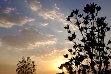 Fototapeta premium Silhouette of tree at sunset