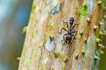 amazon forest river iquitos peru bullet ant