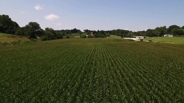 Indiana corn field in rural countryside, wide aerial
