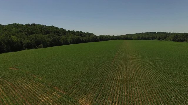 Corn field in rural Indiana, aerial