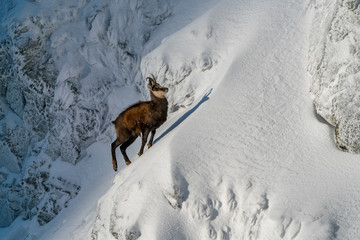 Wild chamois on some steep rocks in the winter time