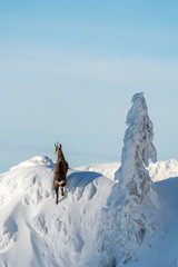Wild chamois on some steep rocks in the winter time