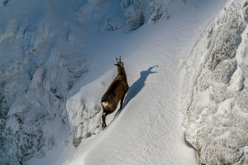 Wild chamois on some steep rocks in the winter time