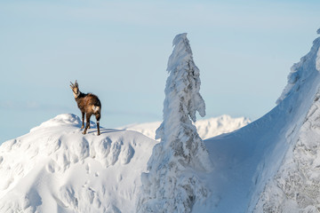 Wild chamois on some steep rocks in the winter time