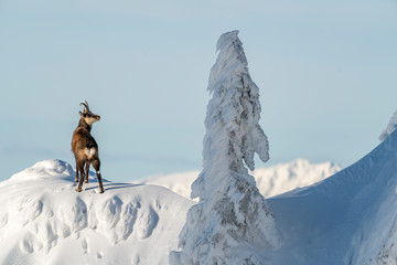 Wild chamois on some steep rocks in the winter time