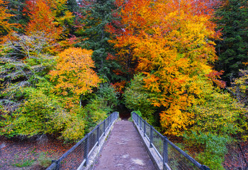 Fototapeta na wymiar Bridge or path that goes into the beech forest of Irati, Navarra Pyrenees