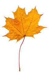 One maple leaf on a white isolated background. Close-up of a leaf of a tree, autumn object