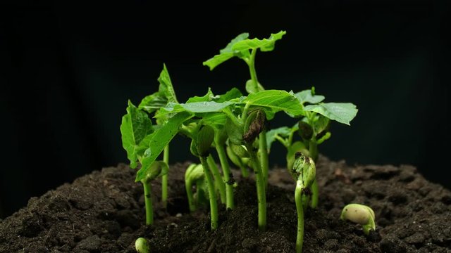Germinating Seed Growing in Ground Agriculture Spring Summer Plant Timelapse