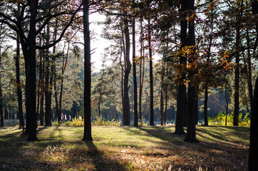 Trunks of trees in the backlight in an autumn park. Sunset in the forest. Autumn landscape. Shadows from tall pines
