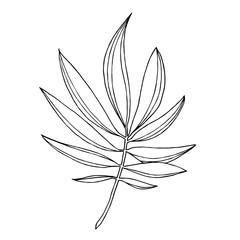 Vector Exotic tropical hawaiian summer. Black and white engraved ink art. Isolated leaves illustration element.