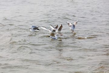Seagulls flying on the sea