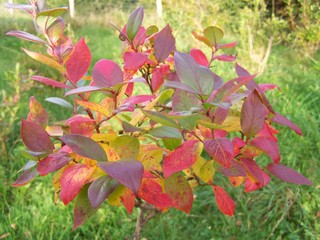 red flowers in the garden
