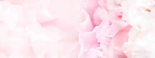 Foto op Aluminium Banner voor website met close-upmening van roze eustomabloem. Zachte pastel bruiloft achtergrond. © Olga Zarytska
