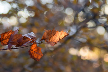 autumn leaves