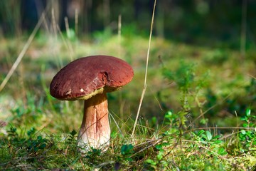 mushroom in a moss