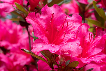 Fototapeta premium Rhododendron bloom