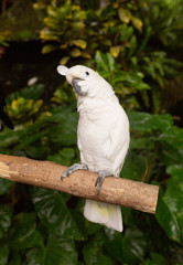 White Cockatoo Parrot sitting on a branch in a tropical park