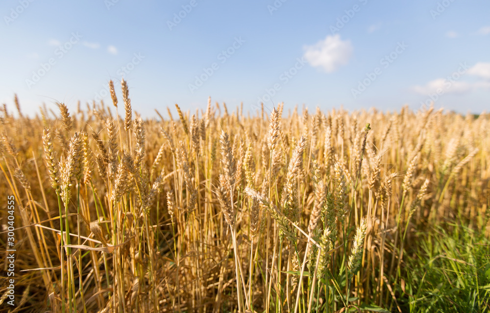 Wall mural nature, summer, harvest and agriculture concept - cereal field with ripe wheat spikelets