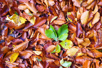 Natural background of fallen leaves. Outdoor. Autumn beech leaves on the ground