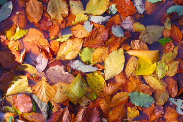 Natural background of colorful fallen leaves. Autumn leaves on a puddle in the sunlight