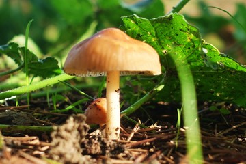 Marasmius oreades. Scotch bonnet. Fairy ring mushroom