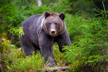 European brown bear in the forest. Big brown bear in forest.