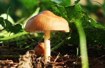 Marasmius oreades. Scotch bonnet. Fairy ring mushroom